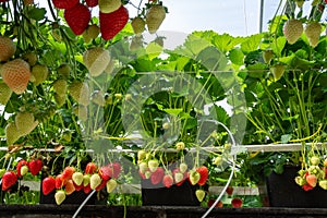 Harvesting of fresh ripe big red strawberry fruit in Dutch greenhouse