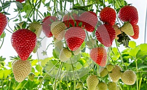 Harvesting of fresh ripe big red strawberry fruit in Dutch green