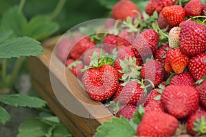 Harvesting fresh strawberries. Strawberry farm wooden box with berry