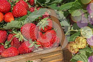 Harvesting fresh strawberries. Strawberry farm wooden box with berry