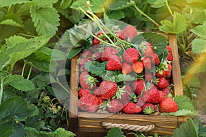 Harvesting fresh strawberries. Strawberry farm wooden box with berry