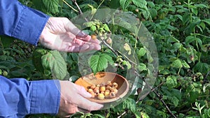 Harvesting fresh sweet yellow raspberry in garden