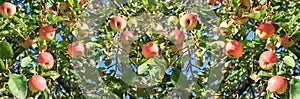 Harvesting fruits apples in orchard,panorama