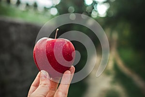 Harvesting in the garden. A female hand holds an apple in the apple orchard. Gardening. Close up.