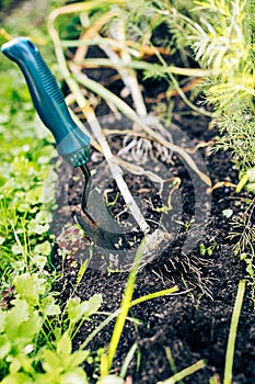 Harvesting garlic in garden, organic farming concept