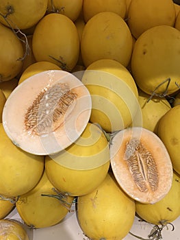 Harvesting Golden honeydew melons