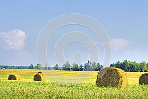 Harvesting on a golden wheat field. Bales of hay on the field.