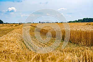 Harvesting golden wheat from the field. Landscapes of yellow cereals.