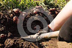 Harvesting good yield on home garden. Digging up potato with spade