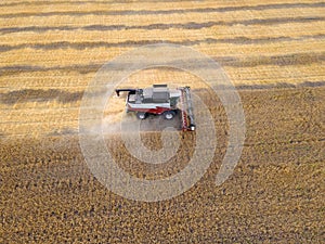 Harvesting of grain crops.Harvesting wheat,oats and barley in fields,ranches and farmlands.Combines mow wheat in the field.Agro-