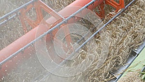 Harvesting grain. Harvester `claas lexion`