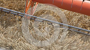 Harvesting grain. Harvester `claas lexion`