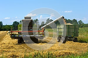 Harvesting grain in summer