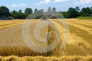 Harvesting grain in summer