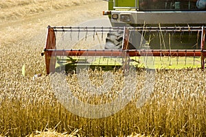 Harvesting grain in summer