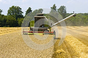 Harvesting grain in summer