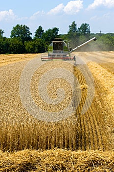 Harvesting grain in summer