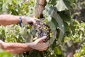 Harvesting grape