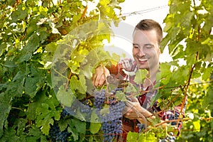 Harvesting the grape