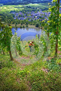 Harvesting grapes