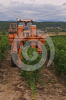 Harvesting grapes