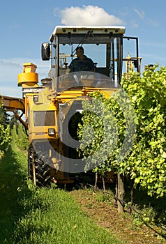 Harvesting Grapes