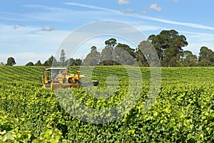 Harvesting Grapes