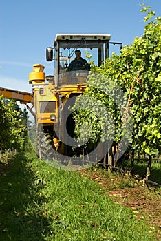Harvesting Grapes