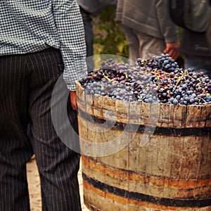 Harvesting grapes