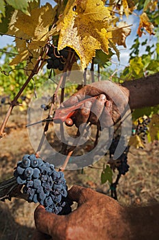 Harvesting of grapes