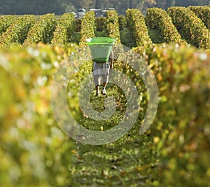 Harvesting the Grapes