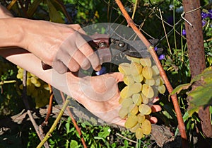 Harvesting grapes. Farmer cut fresh white grapes for making wine.