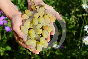 Harvesting grapes. Farmer holding in hands fresh white grapes for making wine. Harvesting grapes by hand.