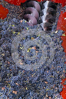 Harvesting grapes photo