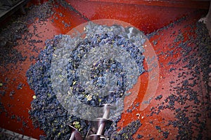 Harvesting grapes photo