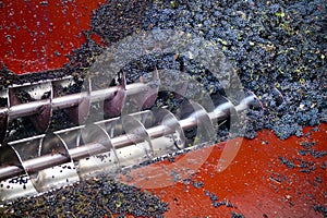 Harvesting grapes. photo