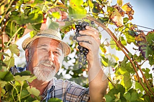 Harvesting Grapes in the Vineyard