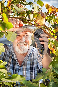 Harvesting Grapes in the Vineyard