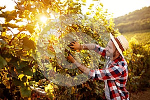 Harvesting grapes in vineyard