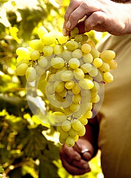 Harvesting of grapes. Vintage. Ukraine