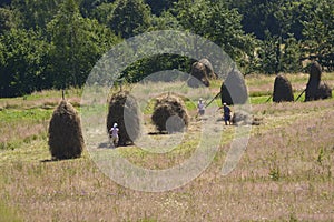 Harvesting grass. Woman gathering hay by a rake to stack it
