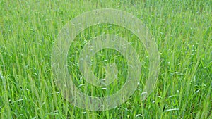 Harvesting green wheat. Fresh young wheat ear in the morning light stalk staggers in the wind. Slow motion.