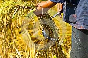 And harvesting by hand.