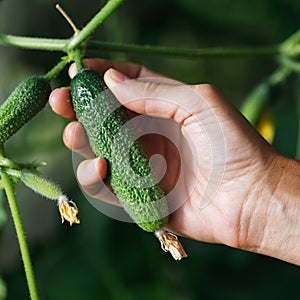 Harvesting: hand plucks a ripe cucumber