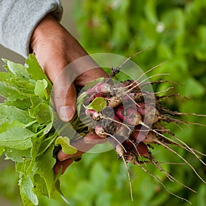 Harvesting hand and vegetables