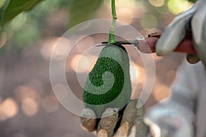 Harvesting hass avocados. Hands cutting the avocado stick from the tree with pruning shears