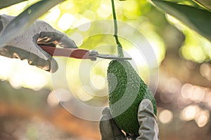 Harvesting hass avocados.Hands cutting the avocado stick from the tree with pruning shears