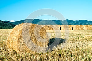Harvesting hay from a farm. Bale of straw in the field. Outdoor. Food for animals. Close up of a large round roll of hay