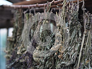 Harvesting herbs for herbal tea Medicinal herbs are tied in bunches and hung under a canopy for drying and further brewing herbal