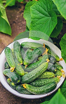 Harvesting homemade cucumbers. Selective focus. nature. food